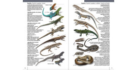 Chile: Guía rápida. Funga, Flora y Fauna